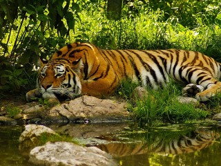 Пазл «Бенгальский тигр»