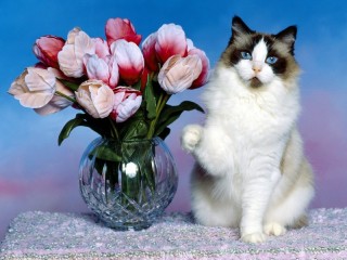 Пазл «Букет тюльпанов и кот»