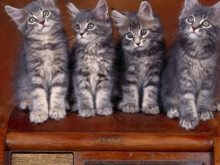Пазл «Четыре котенка»