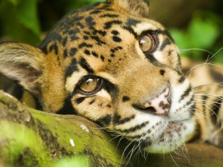 Пазл «Дымчатый леопард»