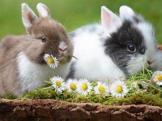 Пазл «Два кролика»