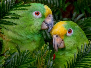 Пазл «Два попугая»