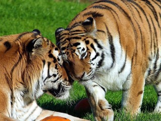 Пазл «Два тигра»