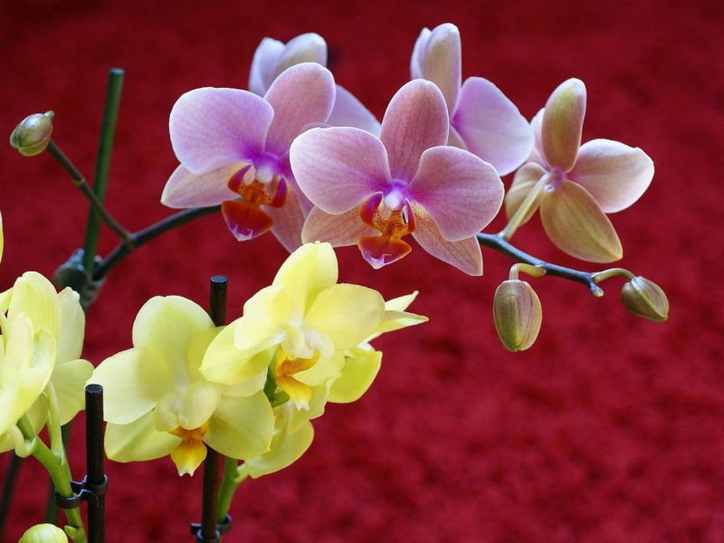 Пазл Два вида орхидей