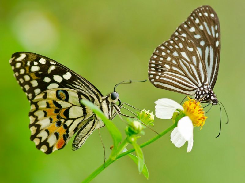 Пазл Две бабочки