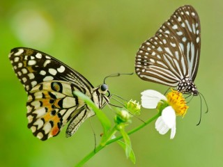 Пазл «Две бабочки»