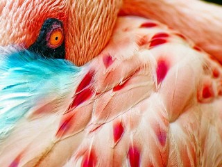 Пазл Фламинго