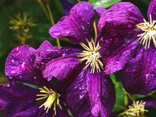 Пазл «Густо фиолетовые цветы»