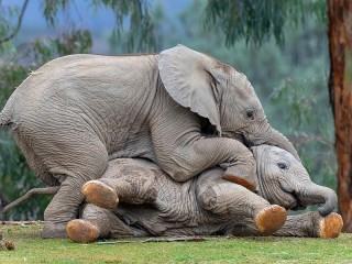Пазл «Играющие слоны»