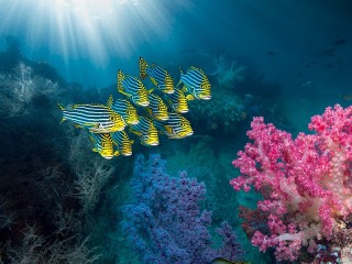 Пазл «Коралловый риф»