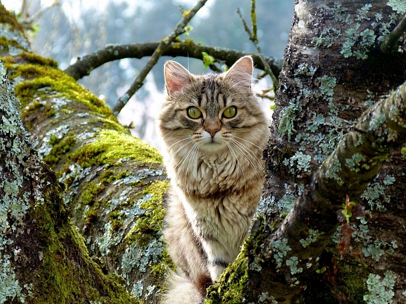 Пазл Кошка в лесу