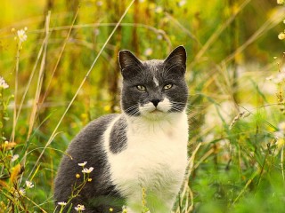 Пазл Кошка в траве 
