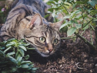 Пазл «Кошка в огороде»
