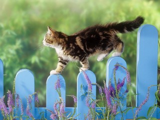 Пазл «Котенок на заборе»