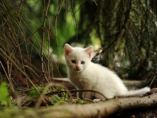 Пазл «Котенок в лесу»