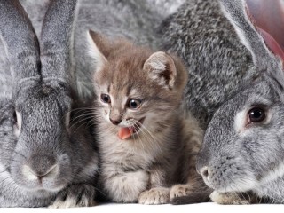 Пазл «Котёнок и кролики»