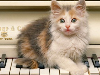 Пазл Котёнок на пианино 