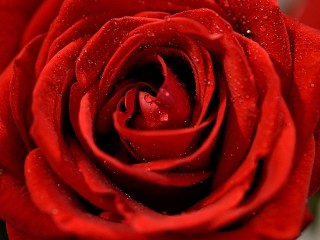 Пазл «Красная роза»