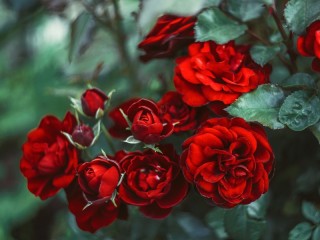 Пазл «Красные розы»