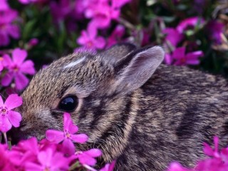 Пазл «Кролик»