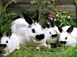 Пазл «Кролики»