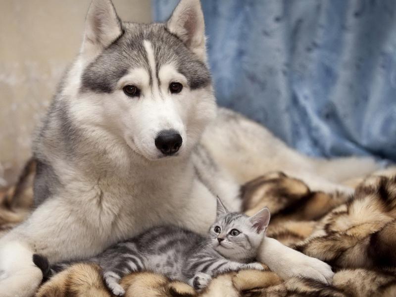 Пазл Лайка и кот