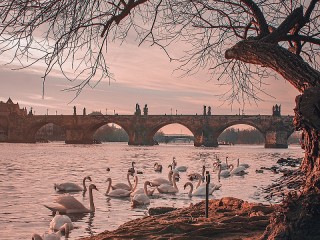 Пазл «Лебеди у моста»