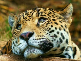 Пазл Леопард