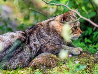 Пазл «Лесной кот»
