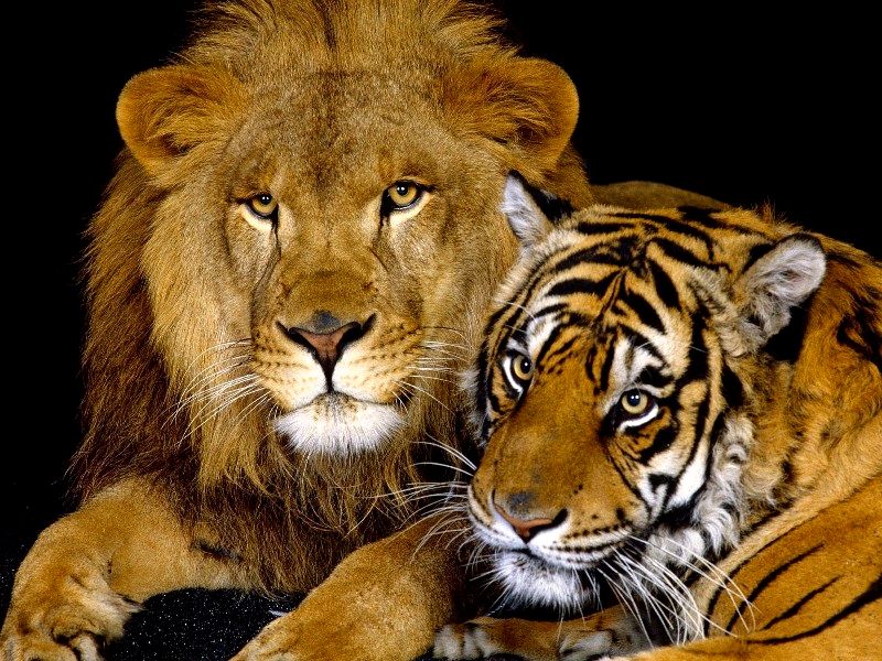 Пазл Лев и тигр