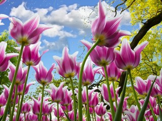 Пазл Лиловые тюльпаны