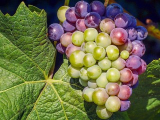 Пазл «Лист и виноград»