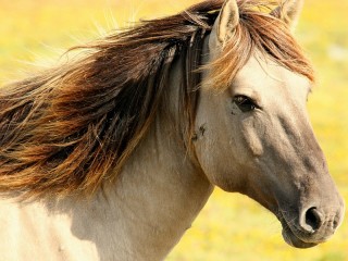 Пазл «Лошадь»