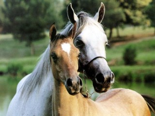 Пазл «Лошади»