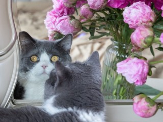 Пазл «Любознательный кот»