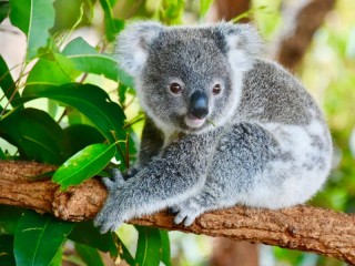Пазл «Маленькая коала»
