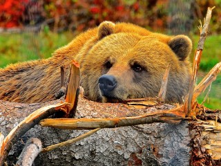 Пазл «Медведь»