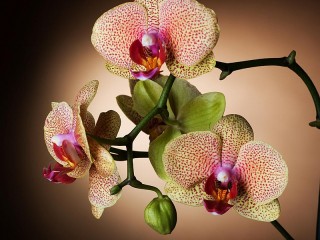 Пазл «Орхидея»