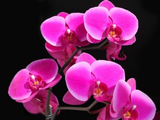Пазл «Орхидея малиновая»