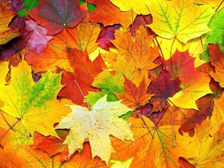 Пазл «Осенние листья»
