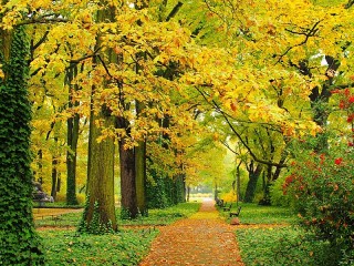 Пазл «Осенний парк»