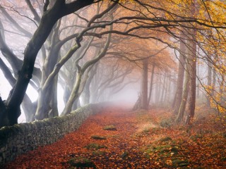 Пазл «Осенний туман»