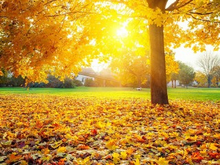 Пазл «Осенний день»