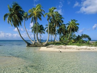 Пазл «Пальмовый остров»
