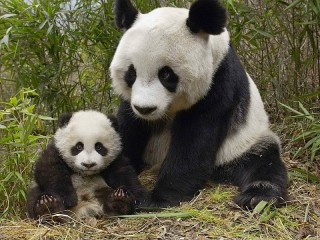 Пазл «Панда»