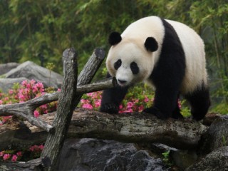 Пазл «Панда на природе»