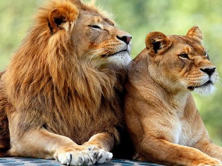 Пазл «Пара львов»