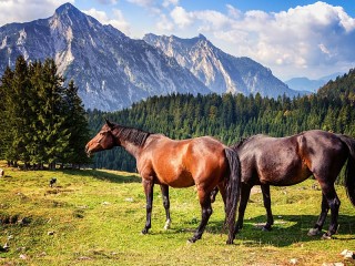 Пазл «Пейзаж с конями»