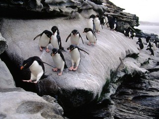 Пазл «Пингвины»