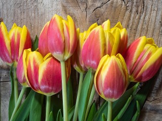 Пазл «Пламенные тюльпаны»